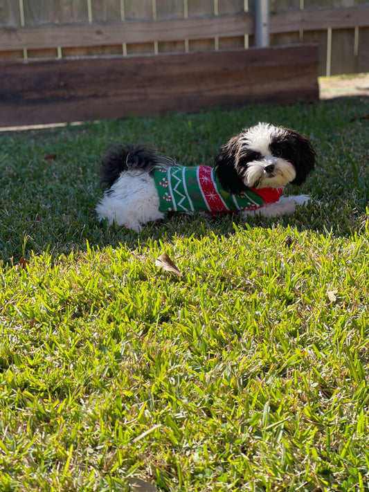 Puppy Boarding